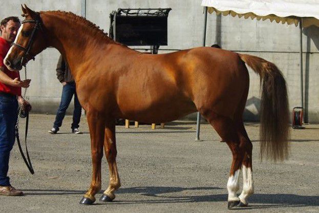 ETALONS PONEYS  de QUALITE