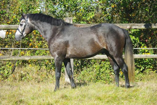 ETALONS PONEYS  de QUALITE