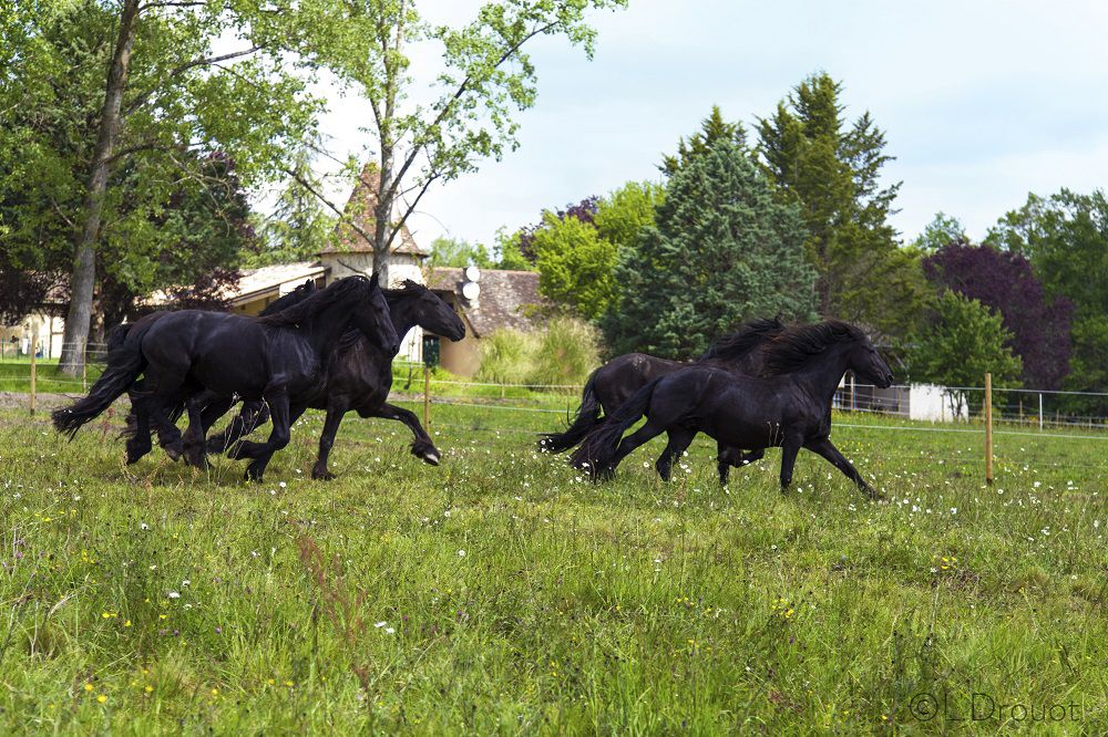 Gîte Périgord dans un élevage de Frisons