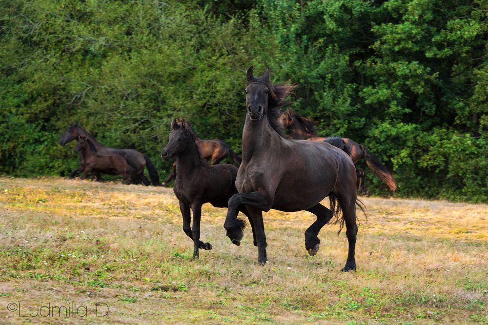 Gîte Périgord dans un élevage de Frisons