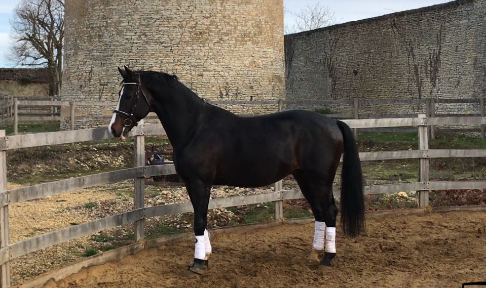 Zodjan J  - 2004 -  178cm