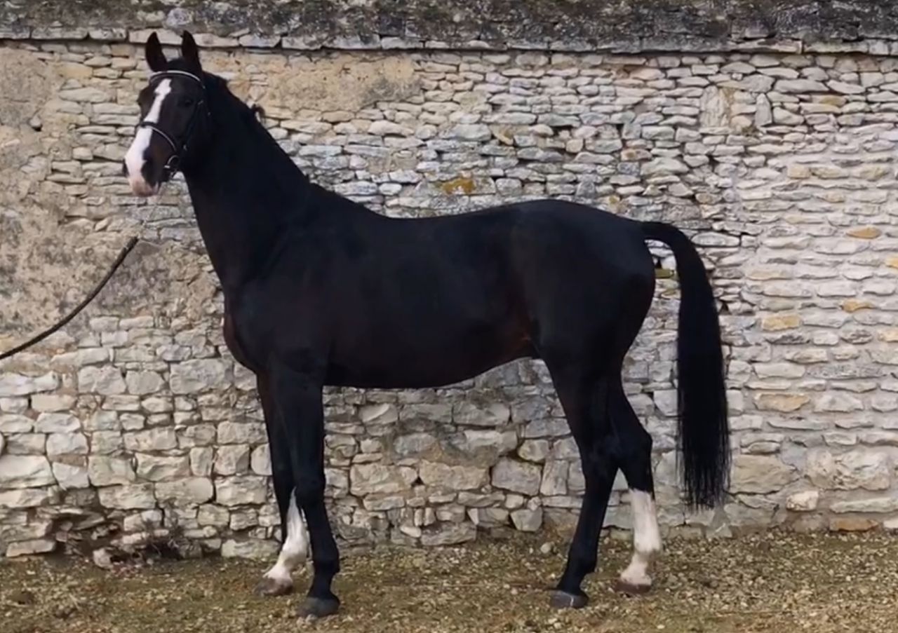 Zodjan J  - 2004 -  178cm