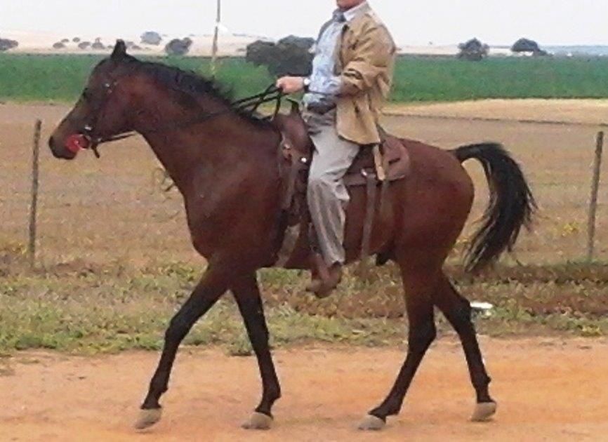 NIGAS DE NAUTIAC - Arabe 2007 par NUREK DE NAUTIAC