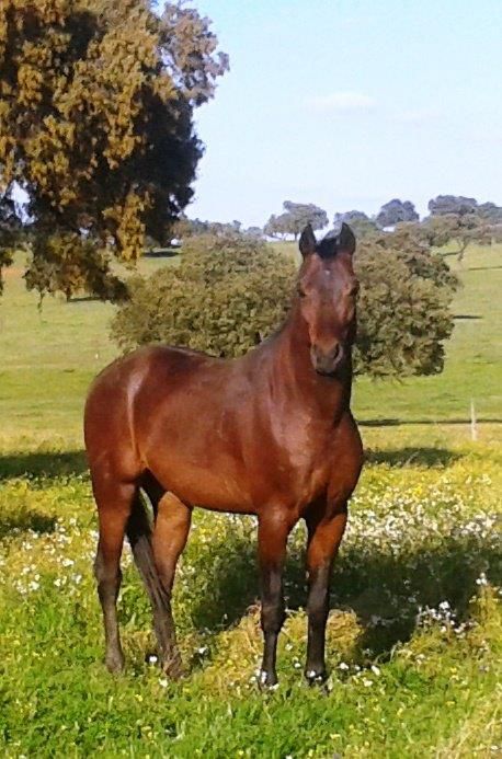 NIGAS DE NAUTIAC - Arabe 2007 par NUREK DE NAUTIAC