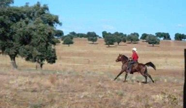 NIGAS DE NAUTIAC - Arabe 2007 par NUREK DE NAUTIAC