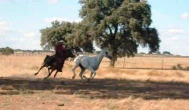 NIGAS DE NAUTIAC - Arabe 2007 par NUREK DE NAUTIAC