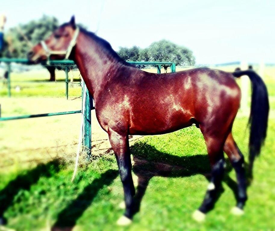 NIGAS DE NAUTIAC - Arabe 2007 par NUREK DE NAUTIAC