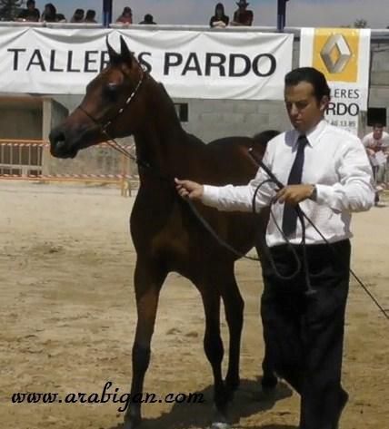 NIGAS DE NAUTIAC - Arabe 2007 par NUREK DE NAUTIAC