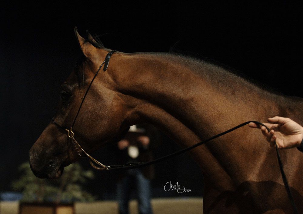 NIGAS DE NAUTIAC - Arabe 2007 par NUREK DE NAUTIAC