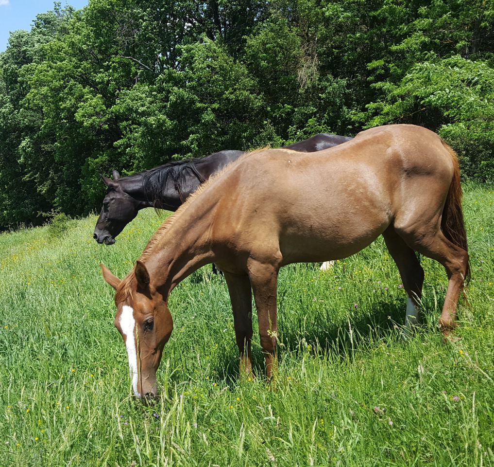 Hazyna, une princesse russe, dans l'écoute et l'énergie