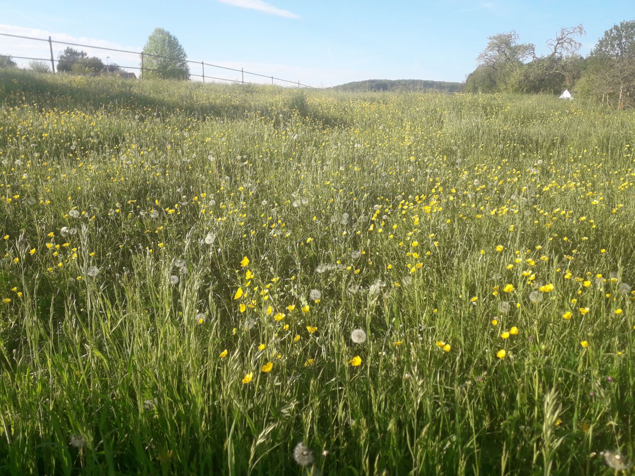 Pension pour chevaux 