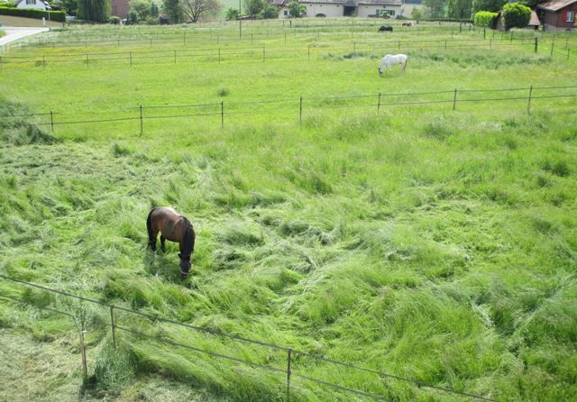 Pension pour chevaux 
