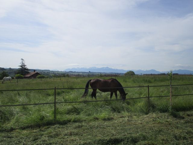 Pension pour chevaux 