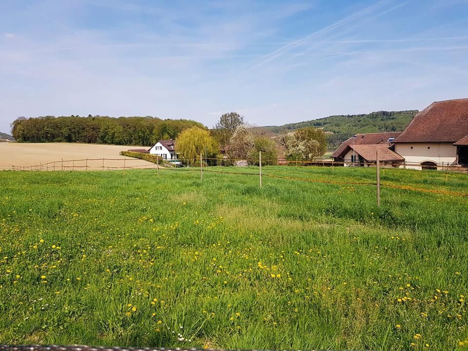 Pension pour chevaux 