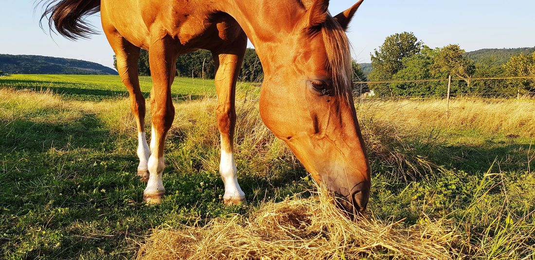 Pension pour chevaux 