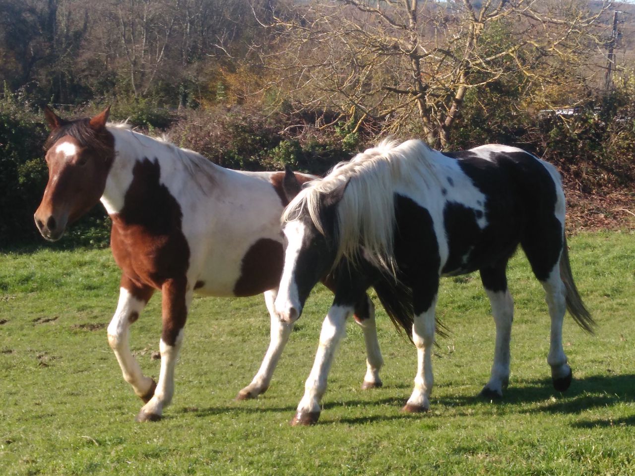 balade randonnée à cheval 