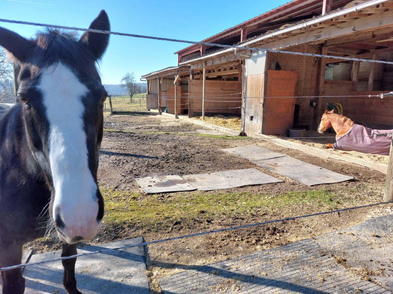 Écurie Failletaz, manège privé. Pension pour chevaux