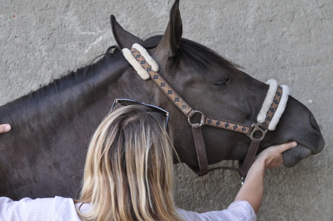 Shiatsu chevaux et chiens