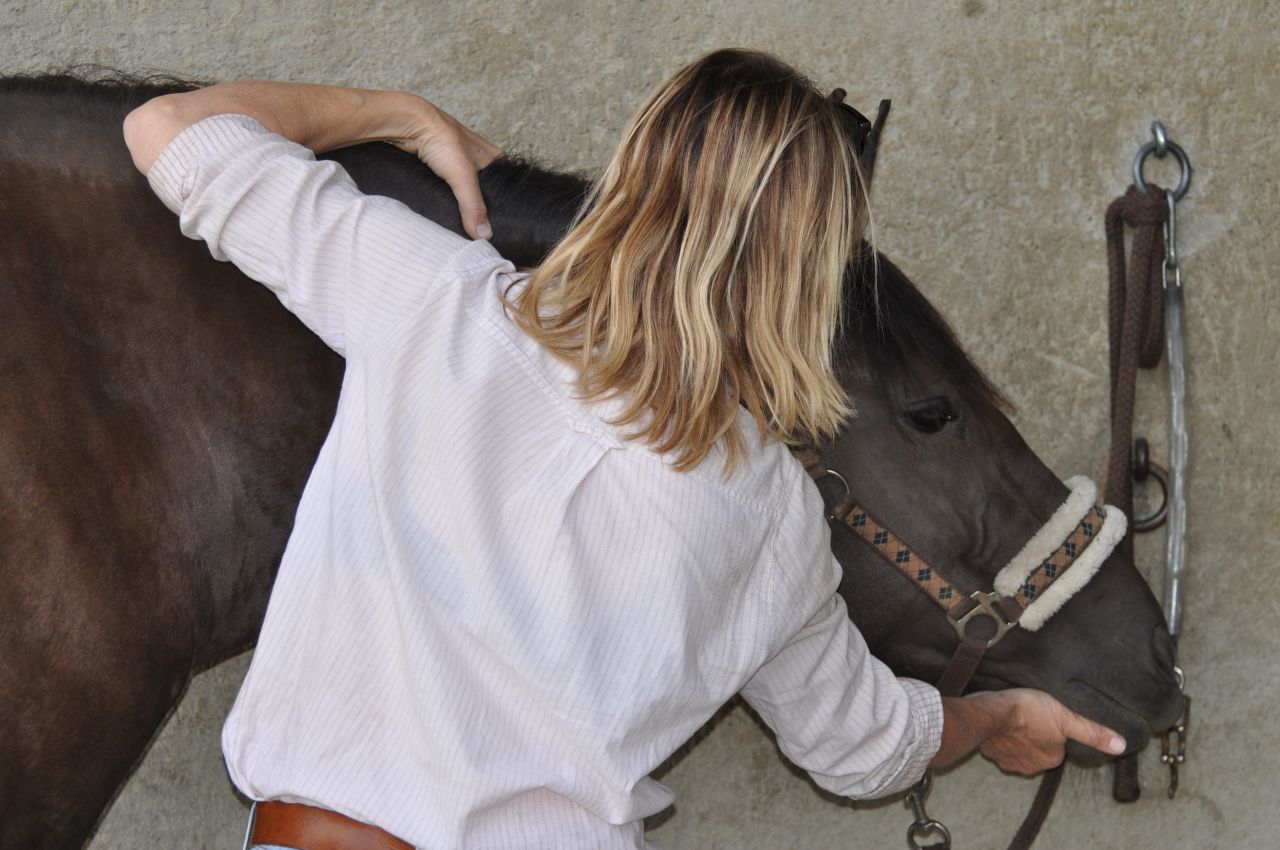 Shiatsu chevaux et chiens