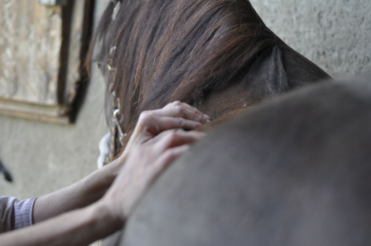 Shiatsu chevaux et chiens