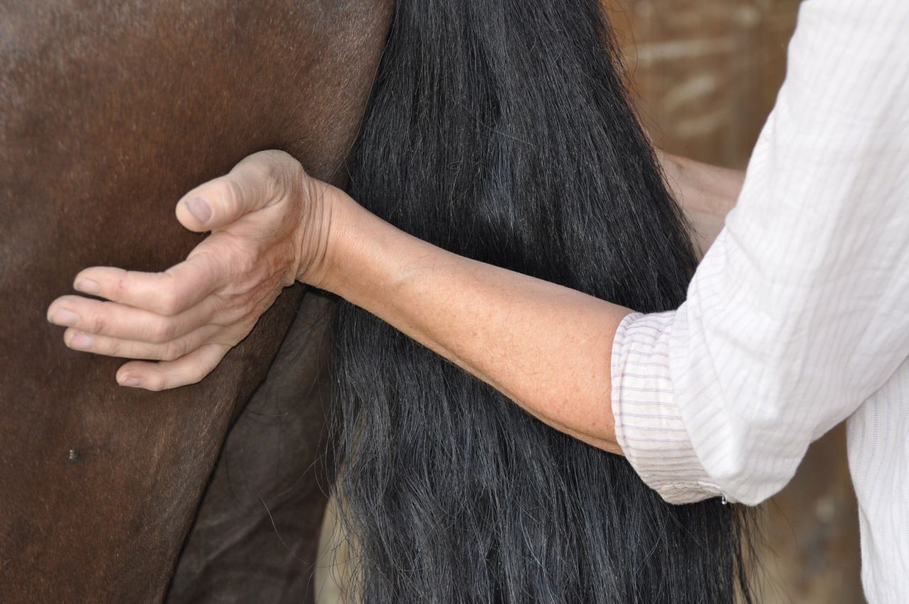 Shiatsu chevaux et chiens