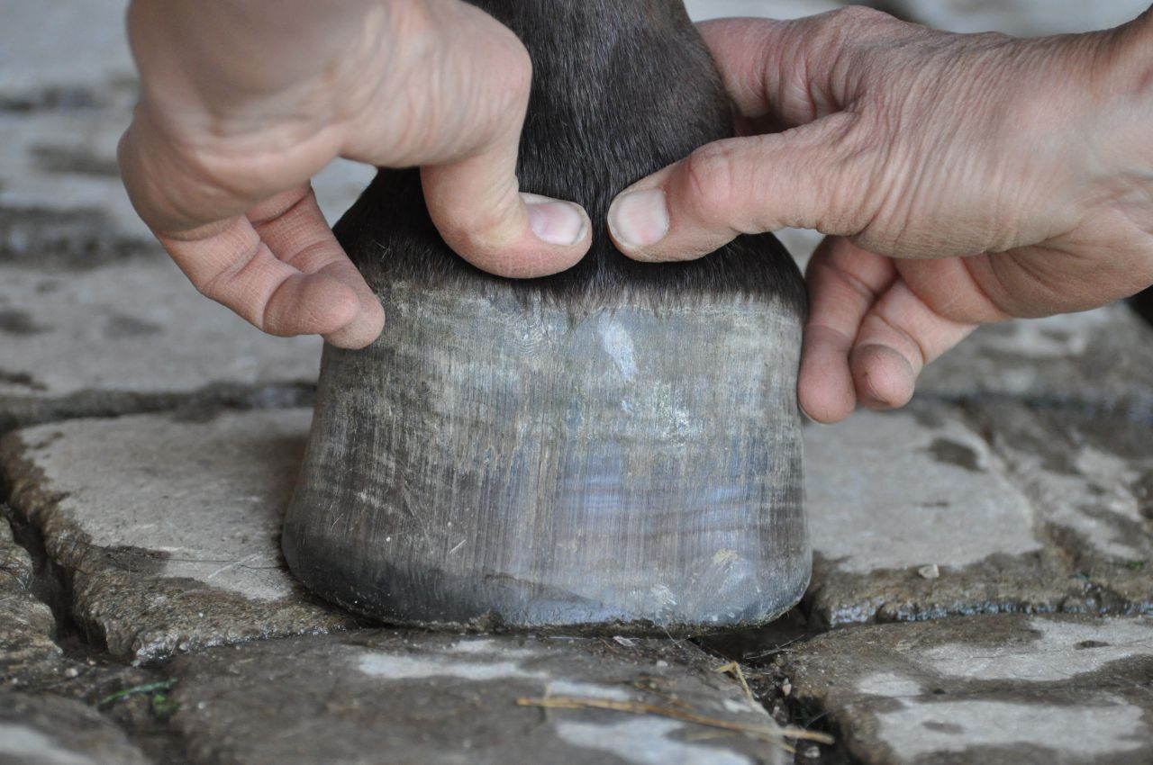 Shiatsu chevaux et chiens