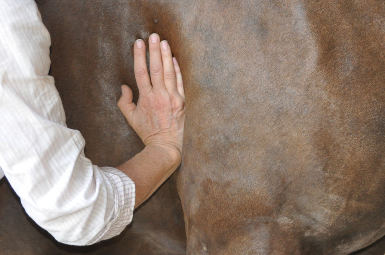 Shiatsu chevaux et chiens