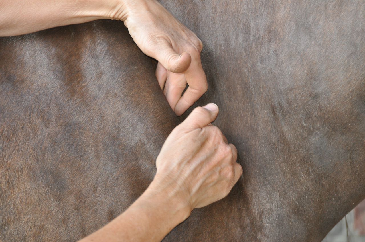 Shiatsu chevaux et chiens