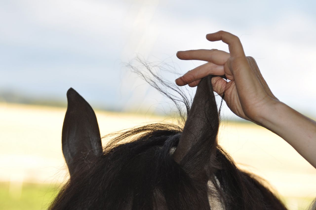 Shiatsu chevaux et chiens