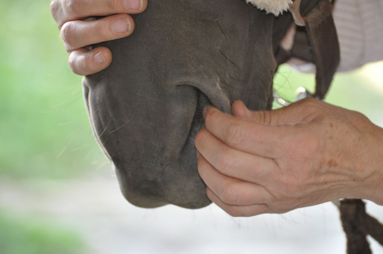 Shiatsu chevaux et chiens