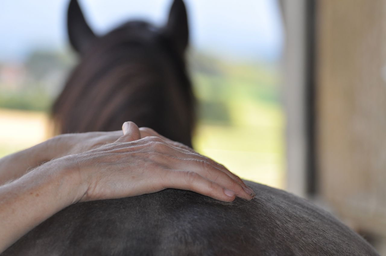 Shiatsu chevaux et chiens