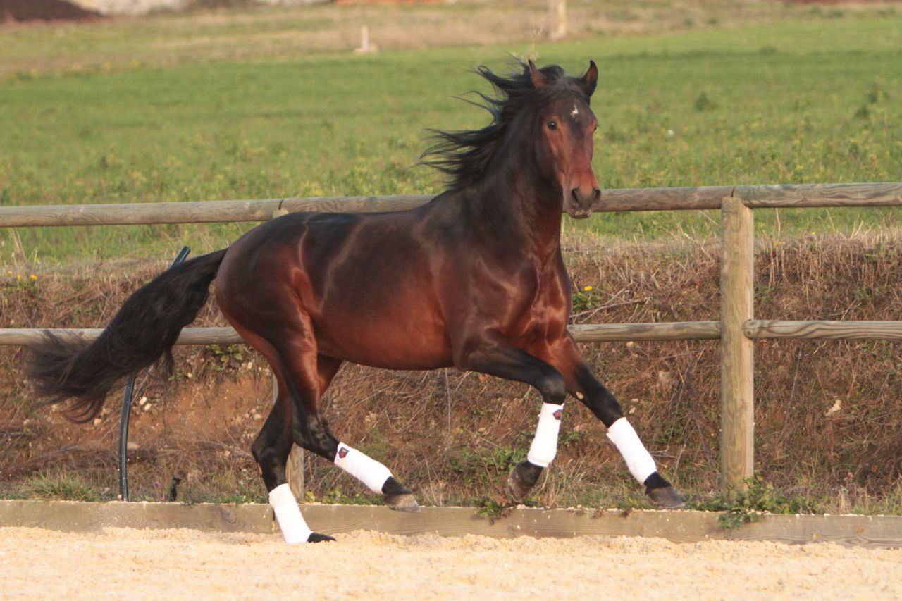 Etalon Pure Race Espagnole disponible à la saillie