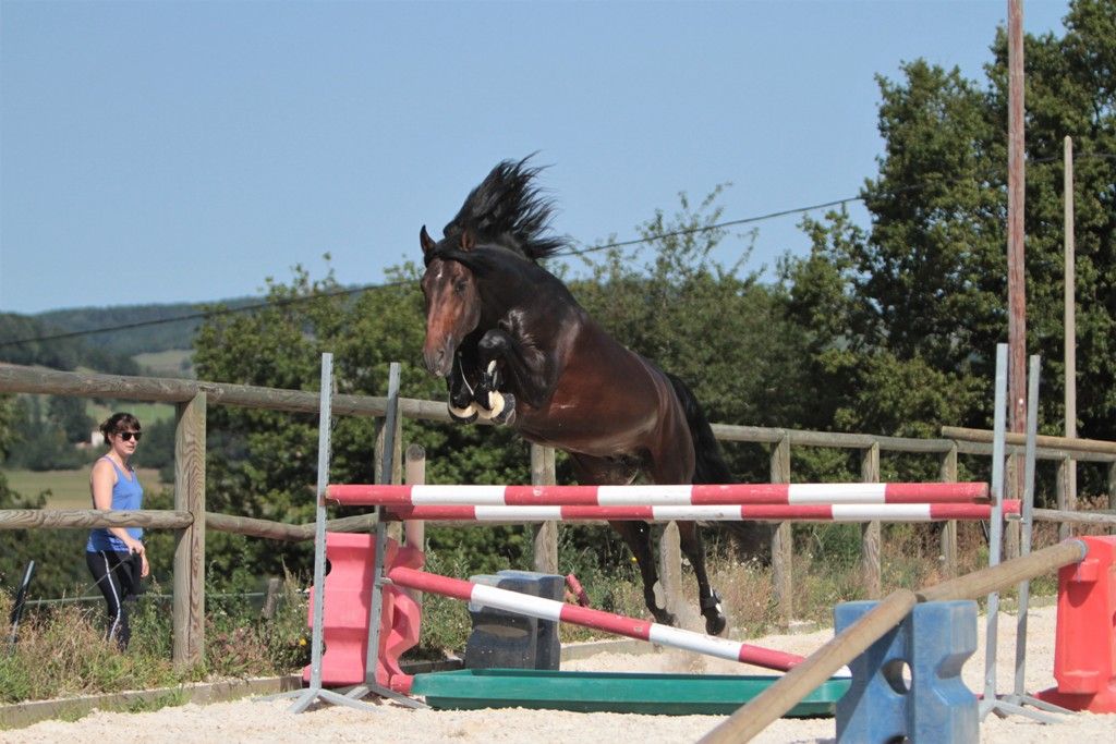 Etalon Pure Race Espagnole disponible à la saillie