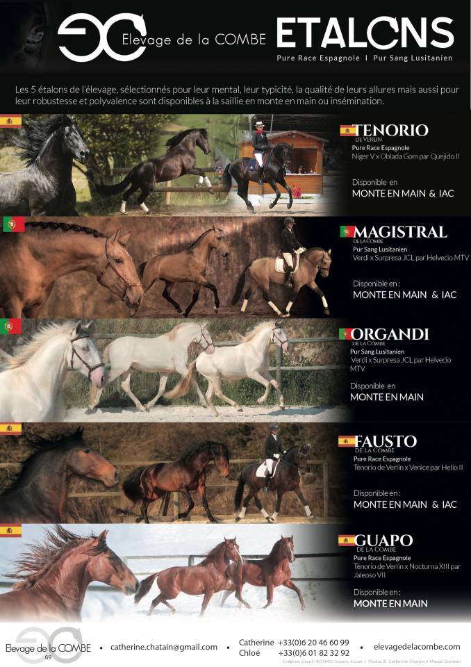 Etalon Pure Race Espagnole disponible à la saillie