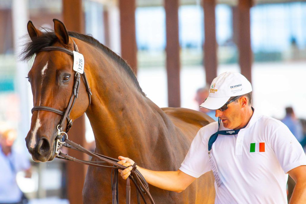 Chaqui Z - Bai - 165cm - 2006