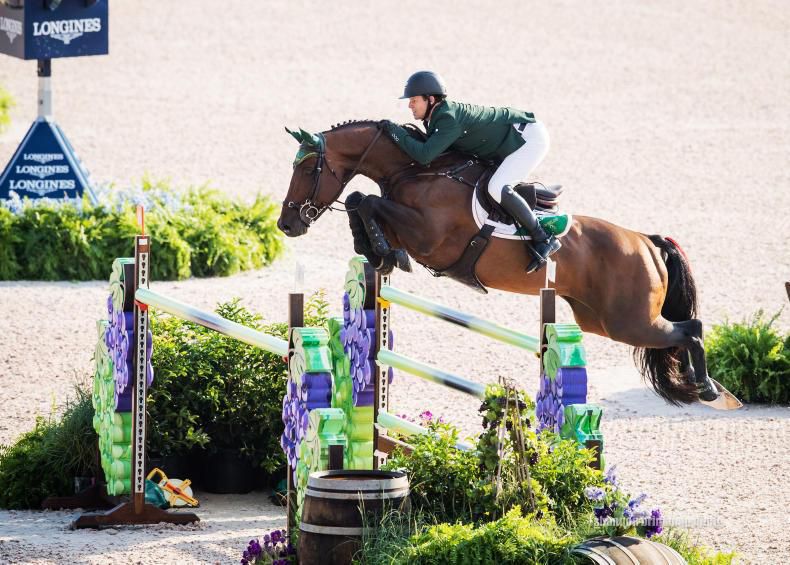 Chaqui Z - Bai - 165cm - 2006