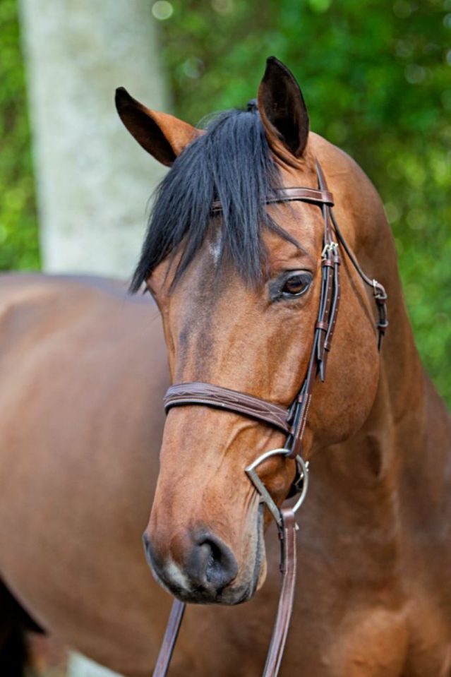 Chaqui Z - Bai - 165cm - 2006