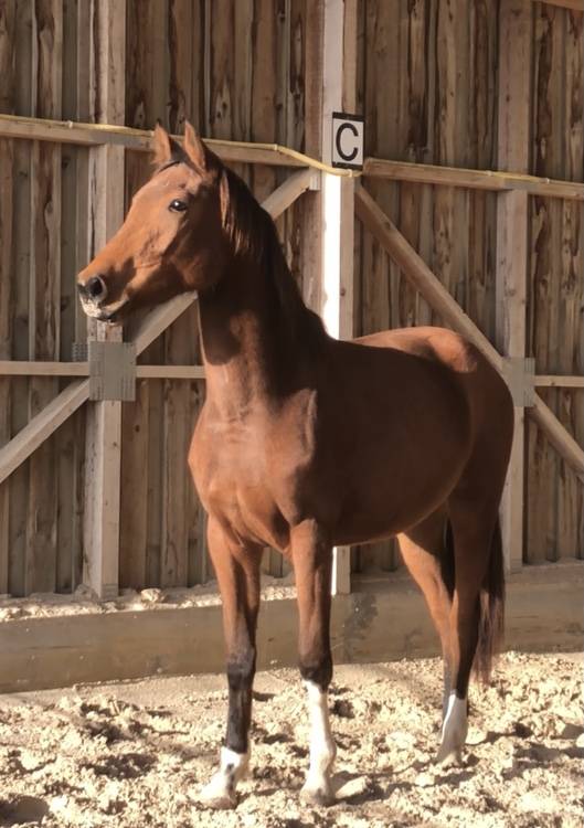 Elevage de Chevaux Selle Français foals à 4 ans