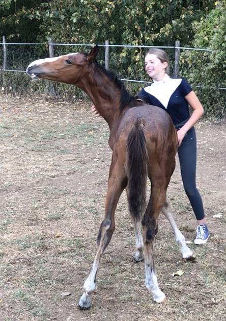 Elevage de Chevaux Selle Français foals à 4 ans