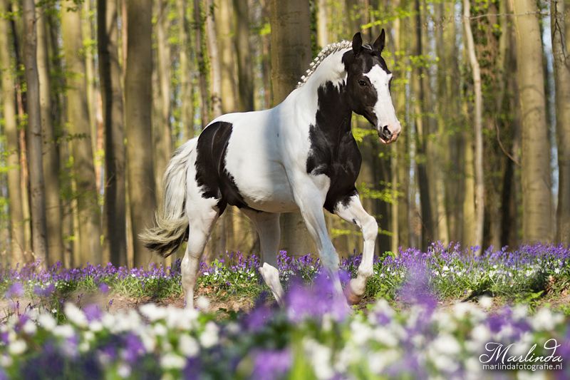 Etalons agréés Frisons et Barock Pinto en IA 2025