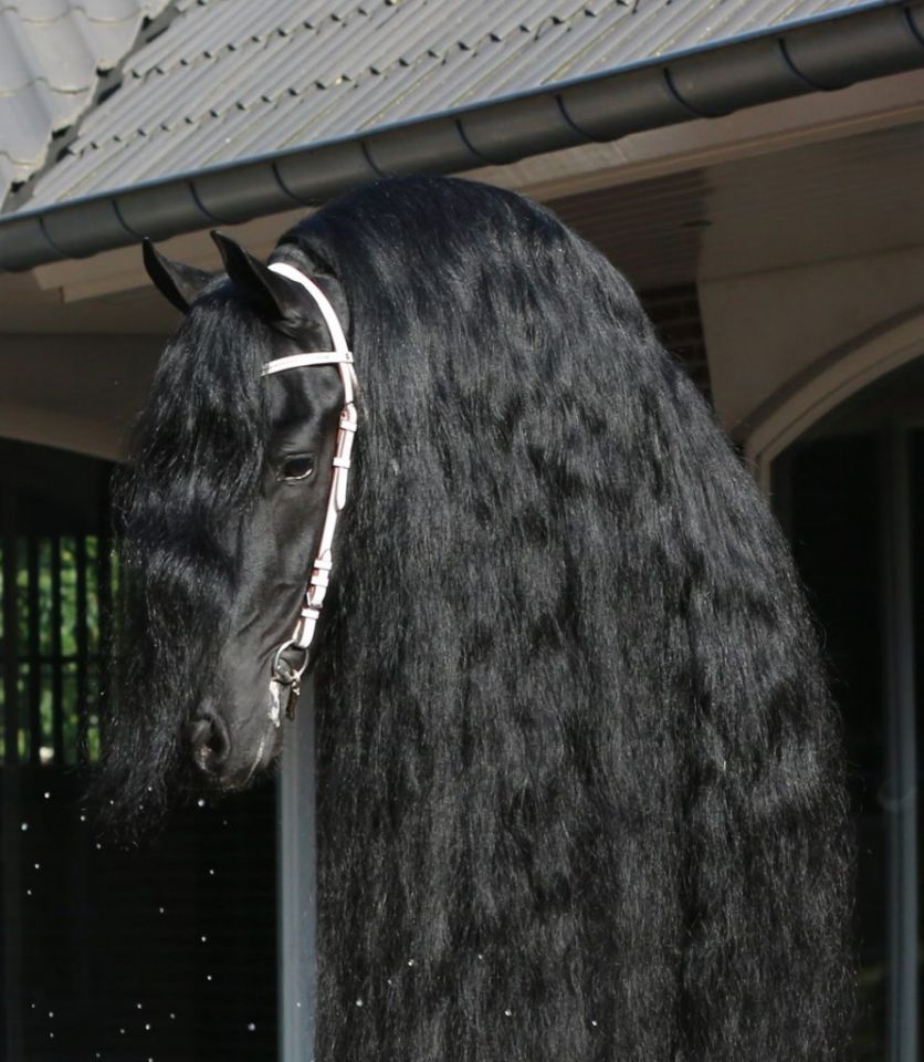 Etalons agréés Frisons et Barock Pinto en IA 2025