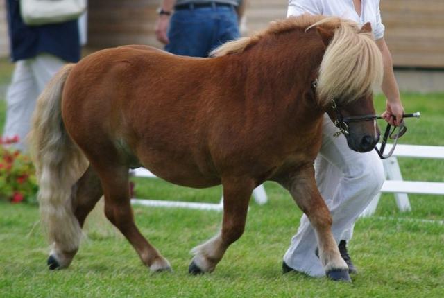 Saillie poney shetland agr&eacute;e