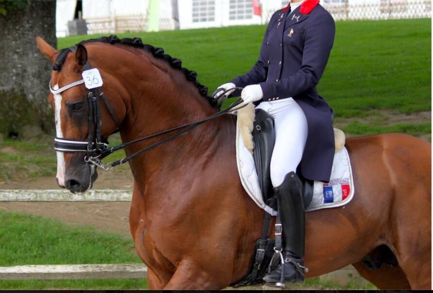 Saillies IAC Don Quichot BWP par Quite Easy & Reina Z