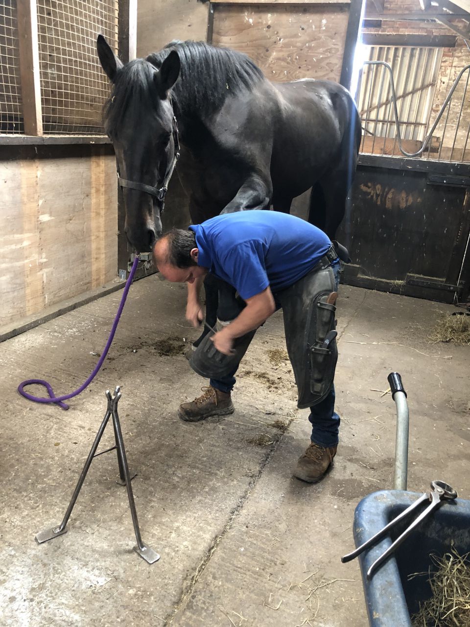 Hongre AES Anglo European Studbook A vendre 2016 Bai brun par Lynwood Constitution