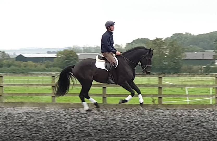 Hongre AES Anglo European Studbook A vendre 2016 Bai brun par Lynwood Constitution