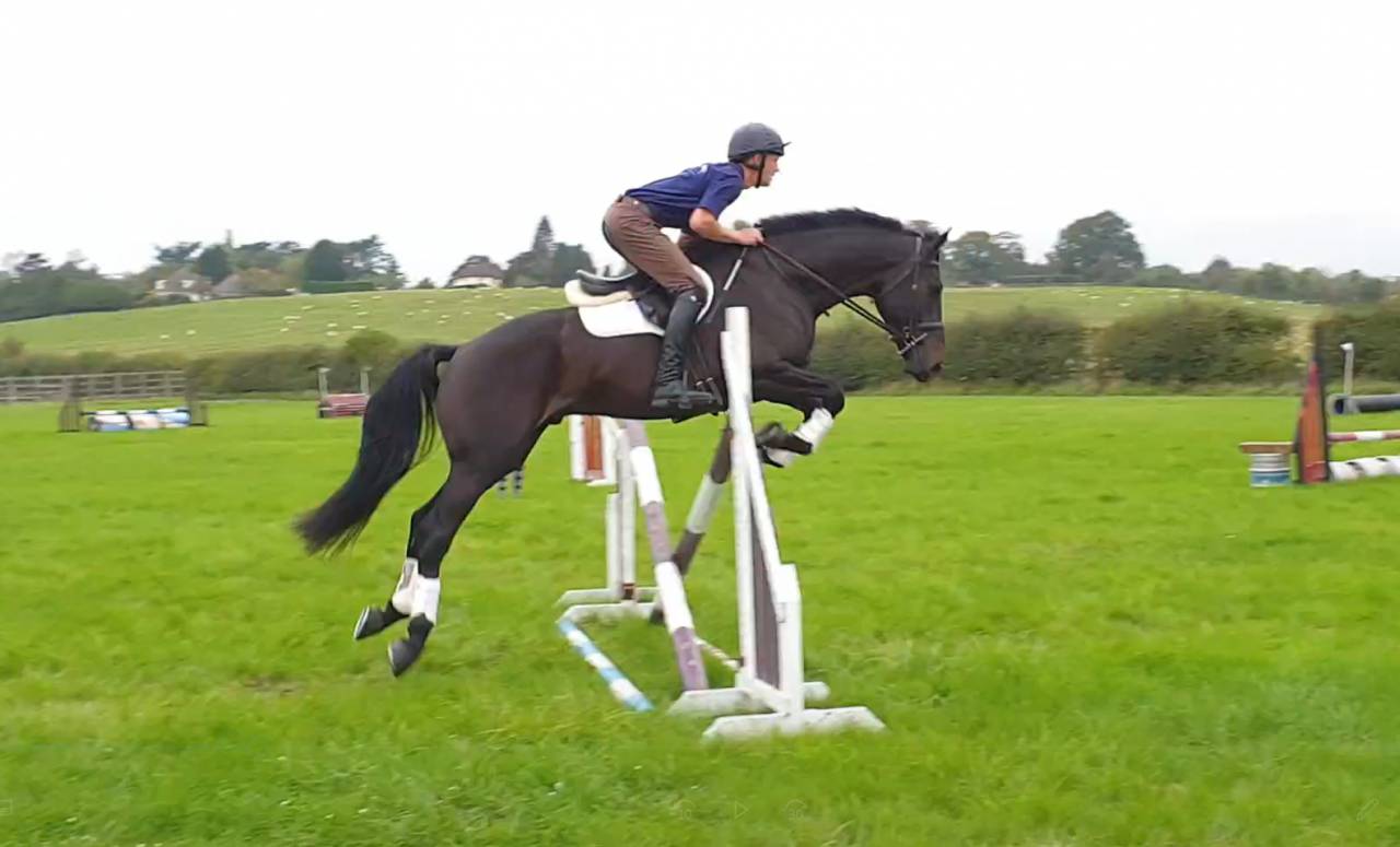 Hongre AES Anglo European Studbook A vendre 2016 Bai brun par Lynwood Constitution