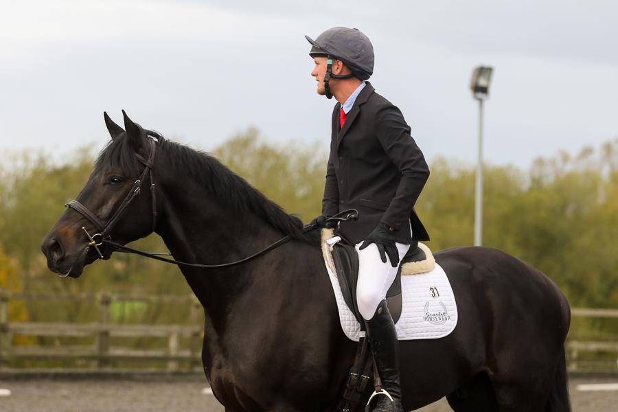 Hongre AES Anglo European Studbook A vendre 2016 Bai brun par Lynwood Constitution