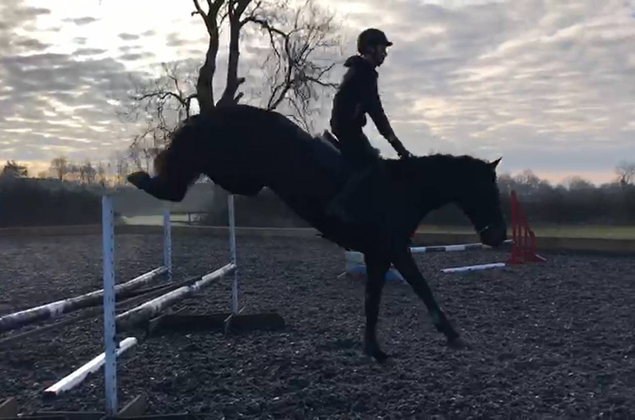 Hongre AES Anglo European Studbook A vendre 2016 Bai brun par Lynwood Constitution