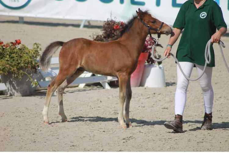 Poulinière suitée NF