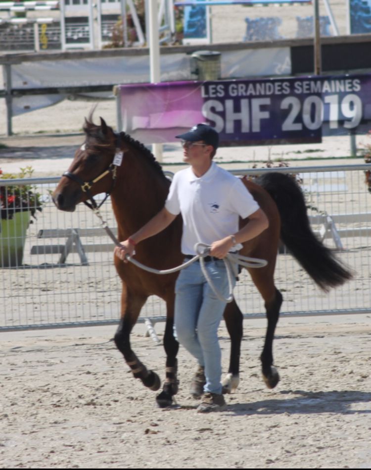 Poulinière suitée NF